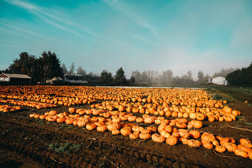 26717476_web1_211005-ABB-Maan-Farms-pumpkins_1