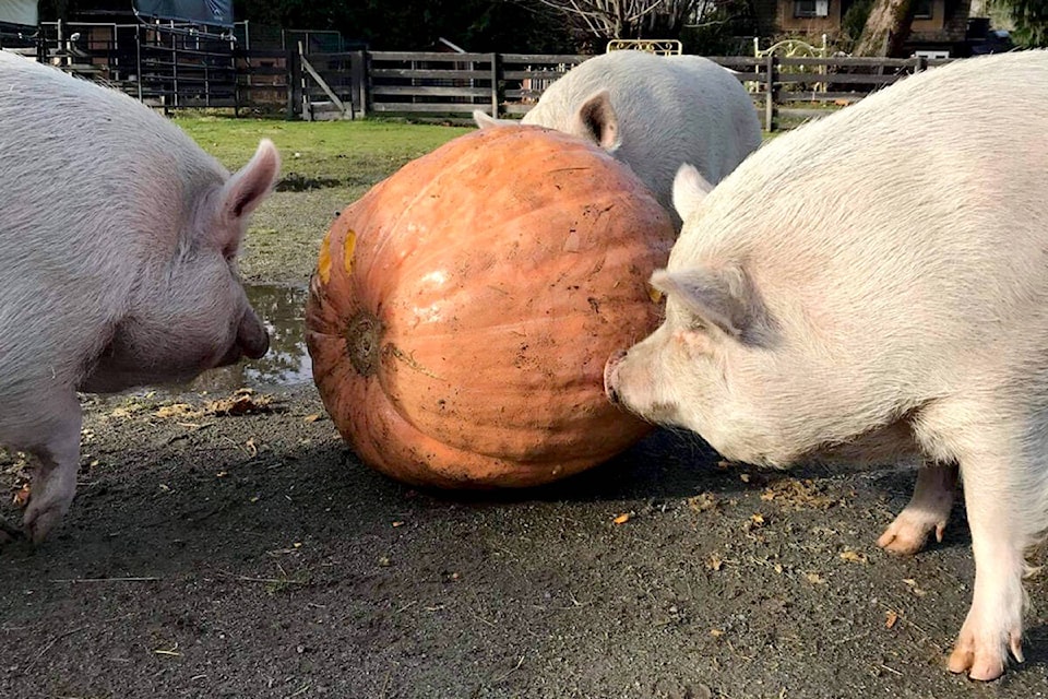 26987611_web1_201117-ALT-Happy-Herd-pumpkin-pigs-pigs_2