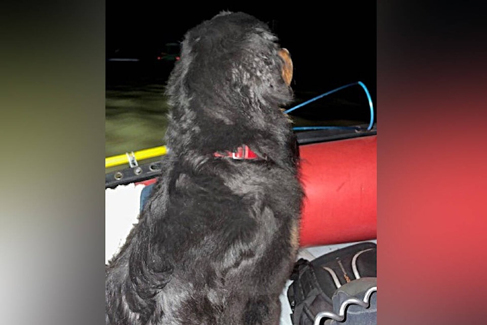 27230359_web1_211125-ABB-service-dog-rescued-Dog-rescue-Sumas-Flood_1