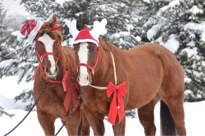 Lady and Tangled, both four-year-old quarter horses. (Photo by Erika Smith)