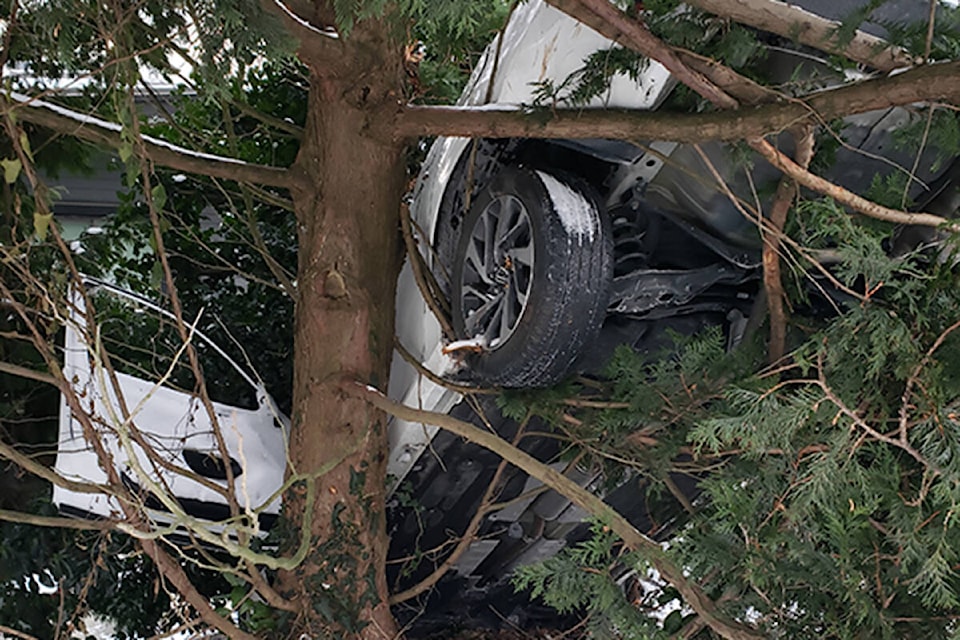 A vehicle ended up in a tree on Archibald Road in White Rock. (Mahsa Soraya contributed photo)