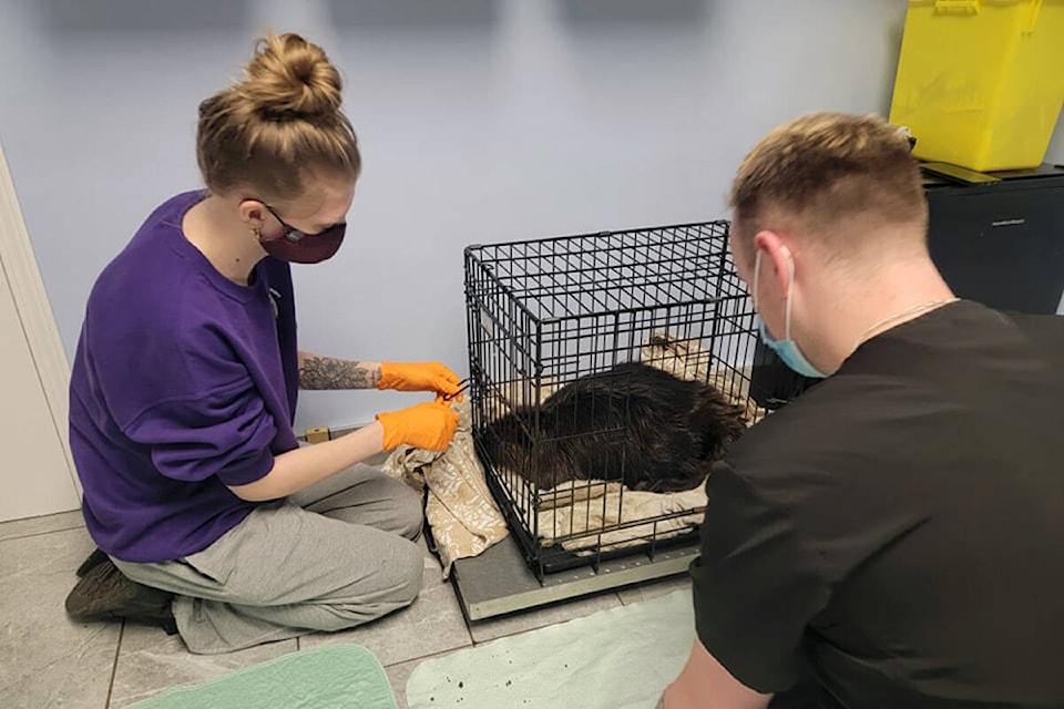 Critter Care was notified about the injured beaver at 4:45 p.m. on Feb. 9. The society dispatched a rescue team immediately and spent more than four hours on site. The beaver died on the morning of Feb. 11 as the fuel had ingested into her skin. (Special to Langley Advance Times)
