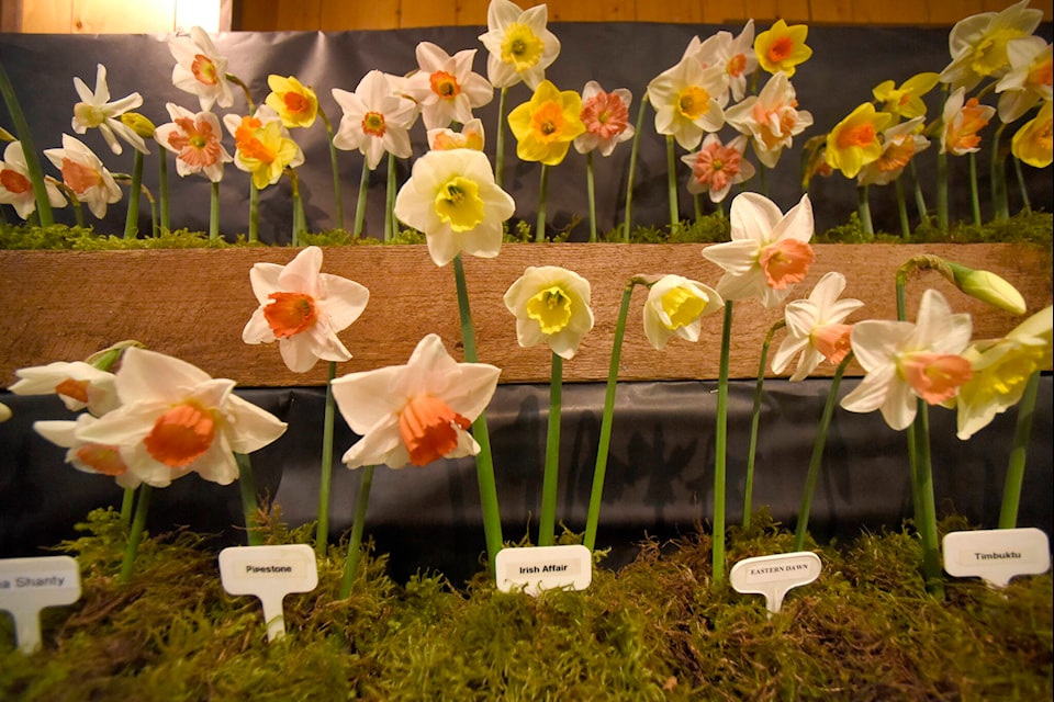The 92nd Bradner Flower Show took place April 8 to 10 at Bradner Community Hall in Abbotsford for the first time in two years. PHOTOS BY JOHN MORROW/ABBOTSFORD NEWS