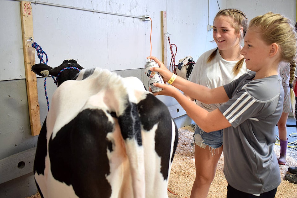 Kaycee Meier, a senior member of the Sumas Holstein 4H, shows junior member Kylie how to apply a product to the top line of a calve for shows, the first morning of the Abbotsford Agrifair, July 29. (Jessica Peters/Abbotsford News)