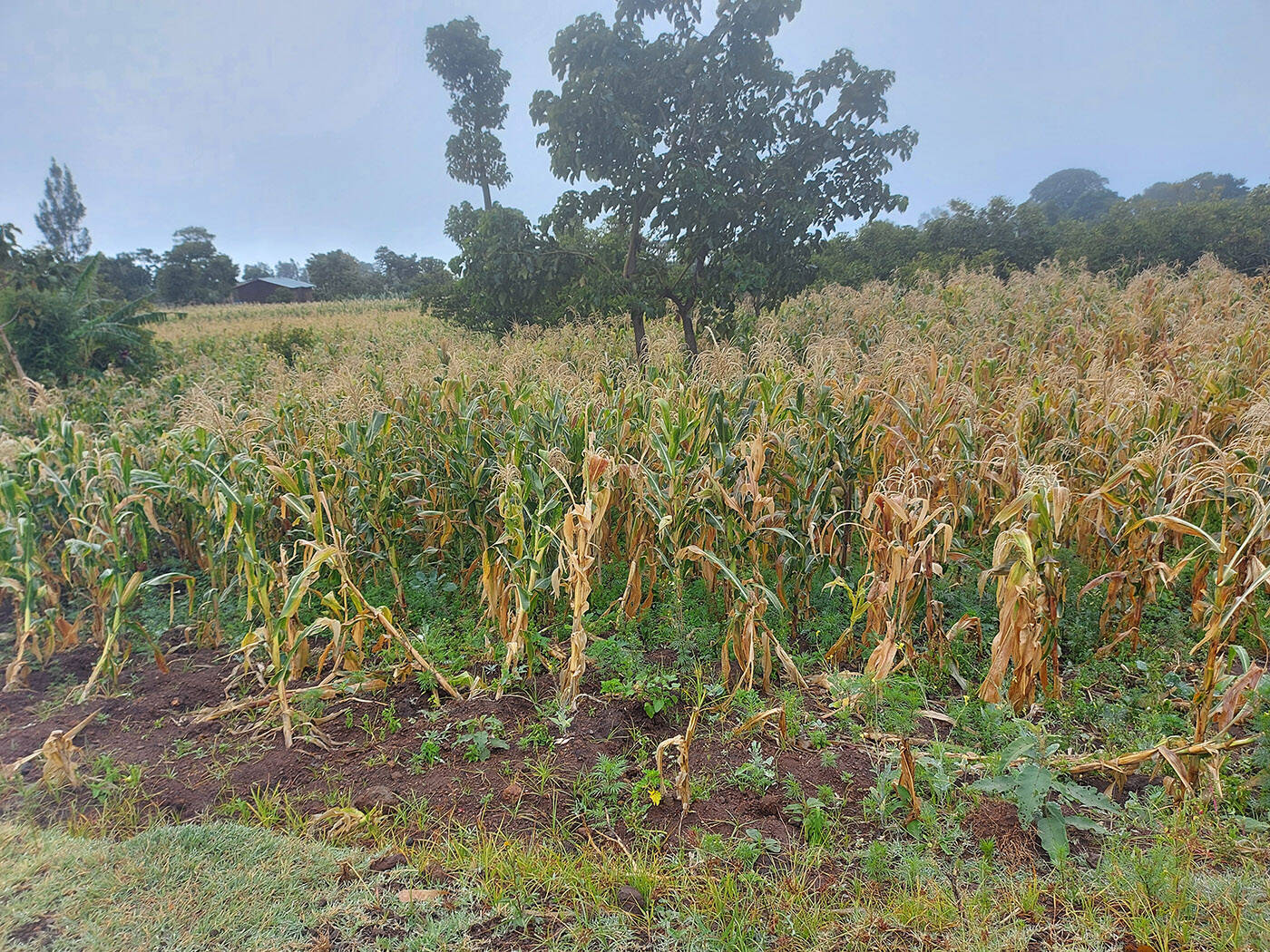 Crops in Ethiopia in July. Drought has brought stunted growth for years and Canadian Foodgrains Bank is helping those farmers build climate-resilient food systems. (Canadian Foodgrains Bank)