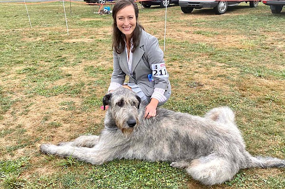 30414671_web1_220916-MCR-Irish-Wolfhound-show-WEB_2