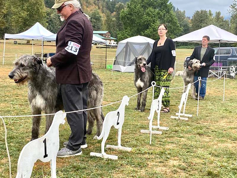 30414671_web1_220916-MCR-Irish-Wolfhound-show-WEB_3