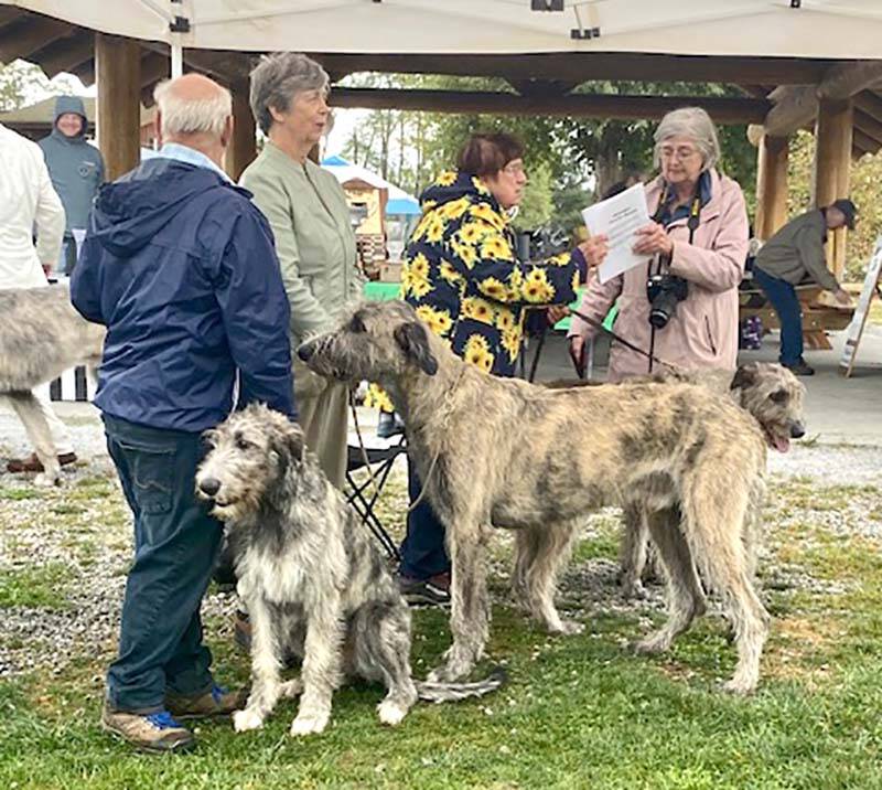 30414671_web1_220916-MCR-Irish-Wolfhound-show-WEB_4