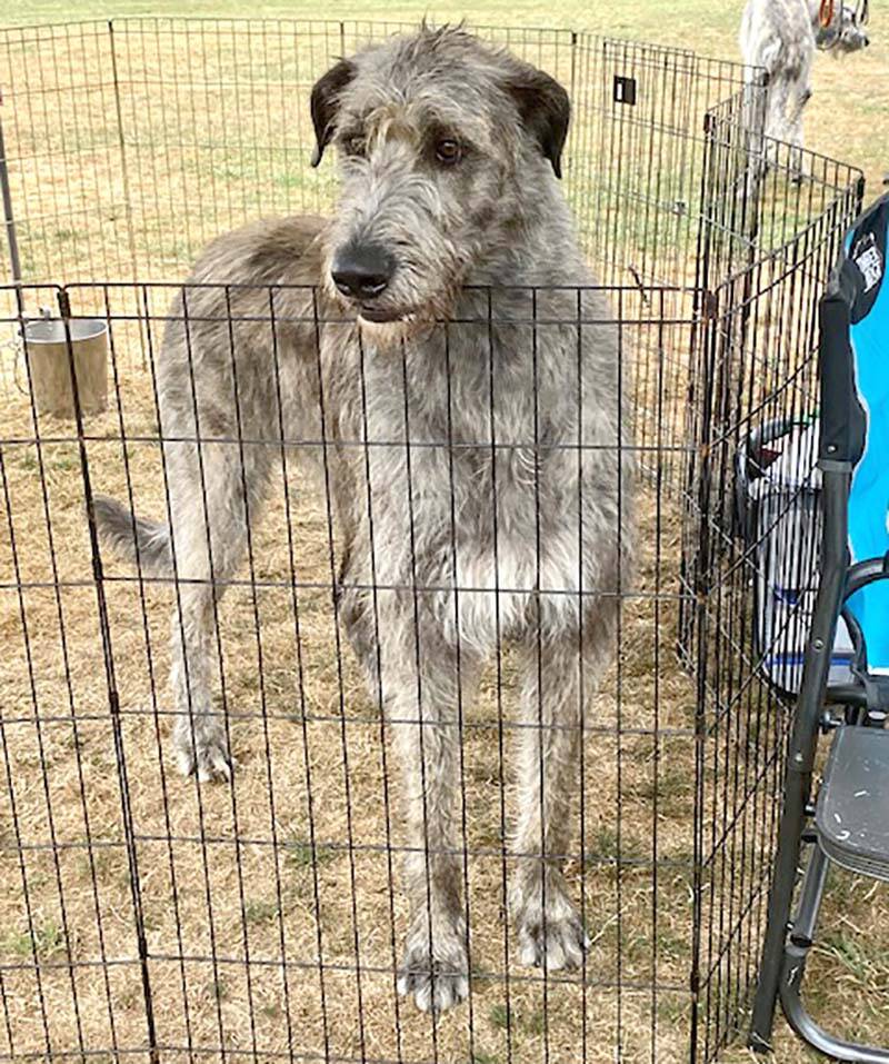 30414671_web1_220916-MCR-Irish-Wolfhound-show-WEB_5