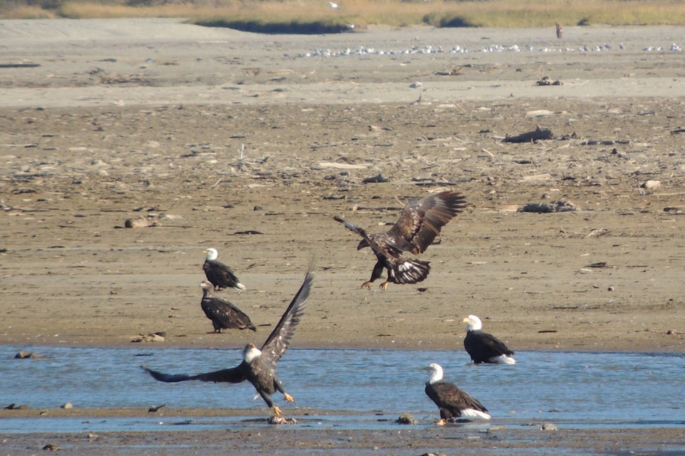 Bald eagles congregate on the Harrison River every year to get their fill of spawning salmon. (Adam Louis/Observer)