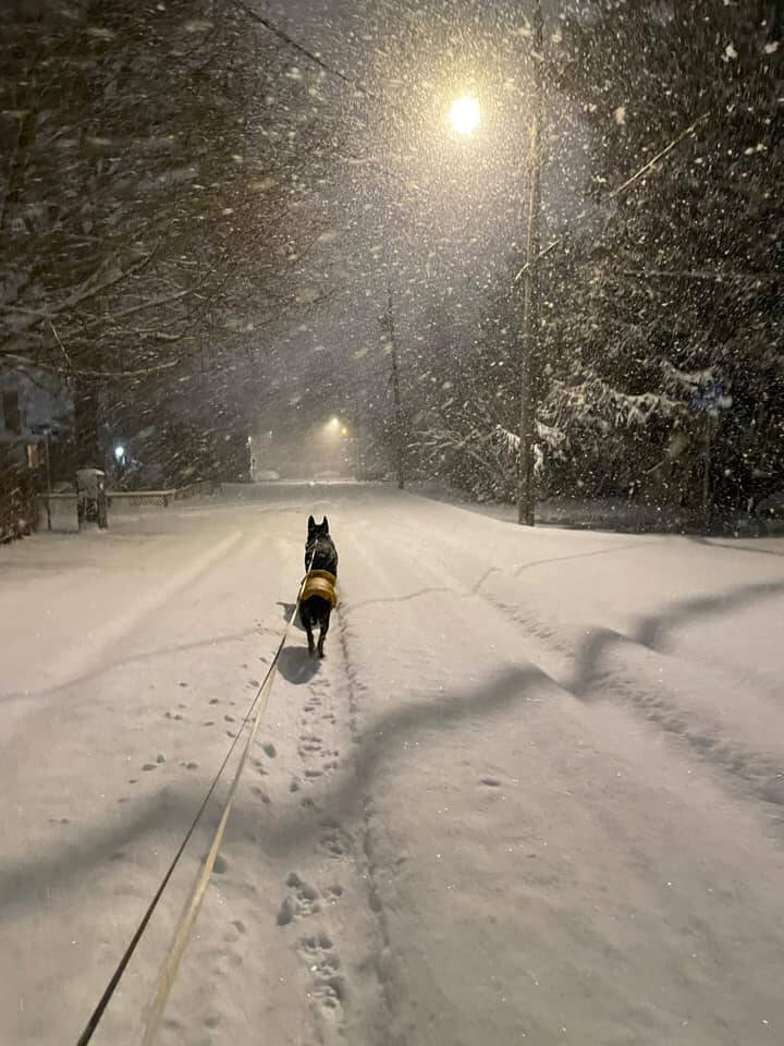 PHOTOS See how Abbotsford coped with waking up to a fresh heap of snow