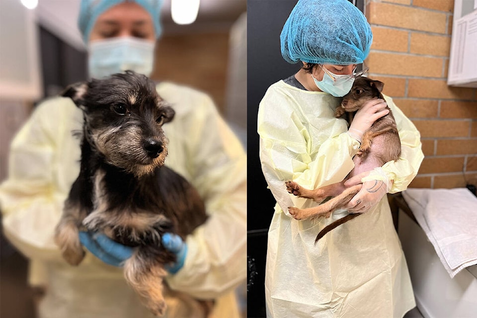 The BC SPCA seized 63 dogs from a Mission individual claiming to run a rescue organization on Wednesday. The dogs are now in the care of various SPCA locations. /Submitted Photo