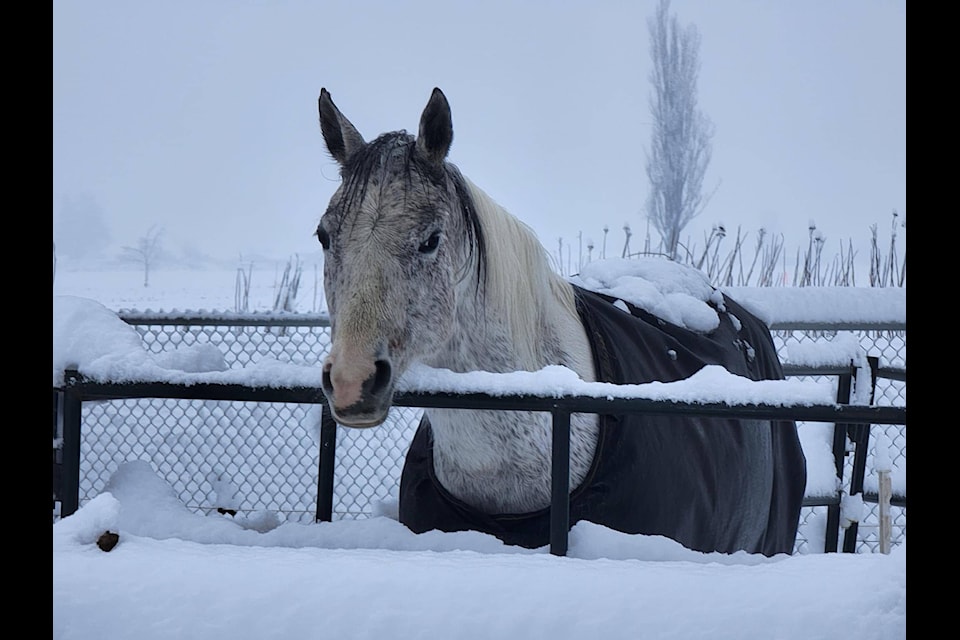 Heavy snowfall blanketed the Fraser Valley on Sunday (Feb. 26) and residents of Mission, Abbotsford, Agassiz, Hope, and Chilliwack submitted photos of the aftermath. /Michael Vander Vlis Photo