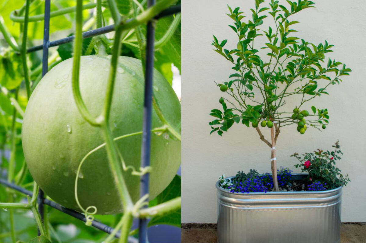 Cattle panels and stock troughs can make backyard gardening a breeze.