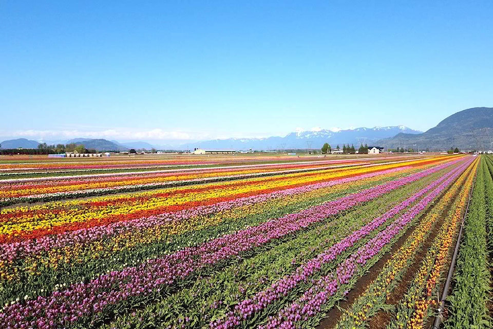 32353123_web1_230413-ABB-Tulip-festival_2