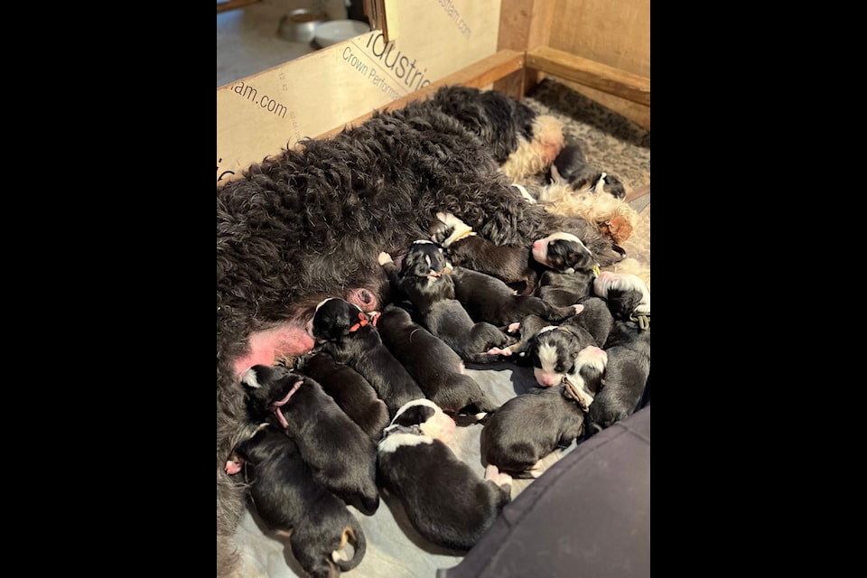 Sweet 16 Mission dog gives birth to huge litter of puppies The