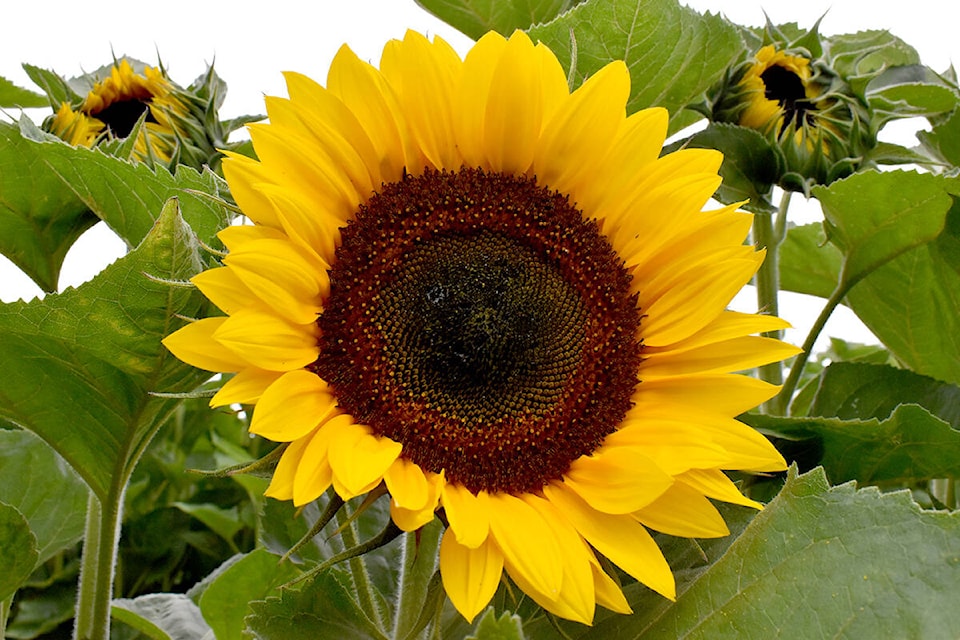 32691619_web1_210708-ABB-sunflower-web_1