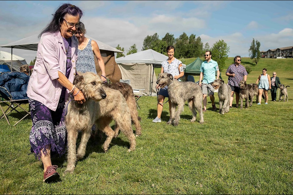 The Irish Wolfhound of Canada Club’s BC Regionals were held at Fraser River Heritage Park in Mission on Saturday, May 27. Judges came in from across Canada and Ireland. / Bob Friesen Photo