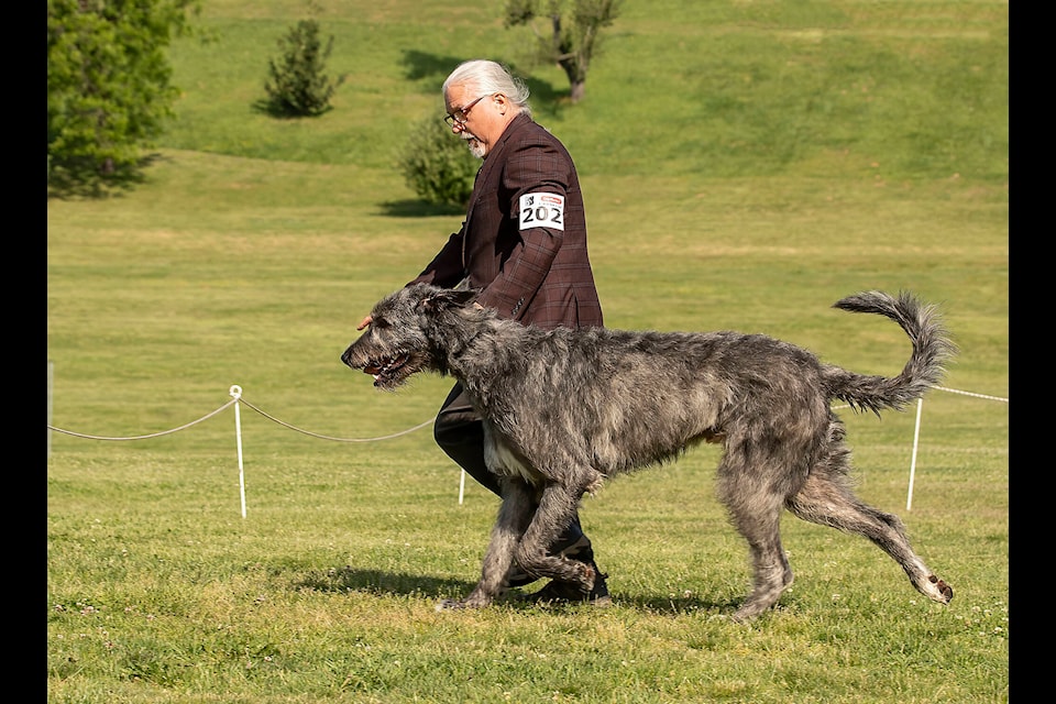 PHOTOS Irish Wolfhounds converge on Mission s Heritage Park The