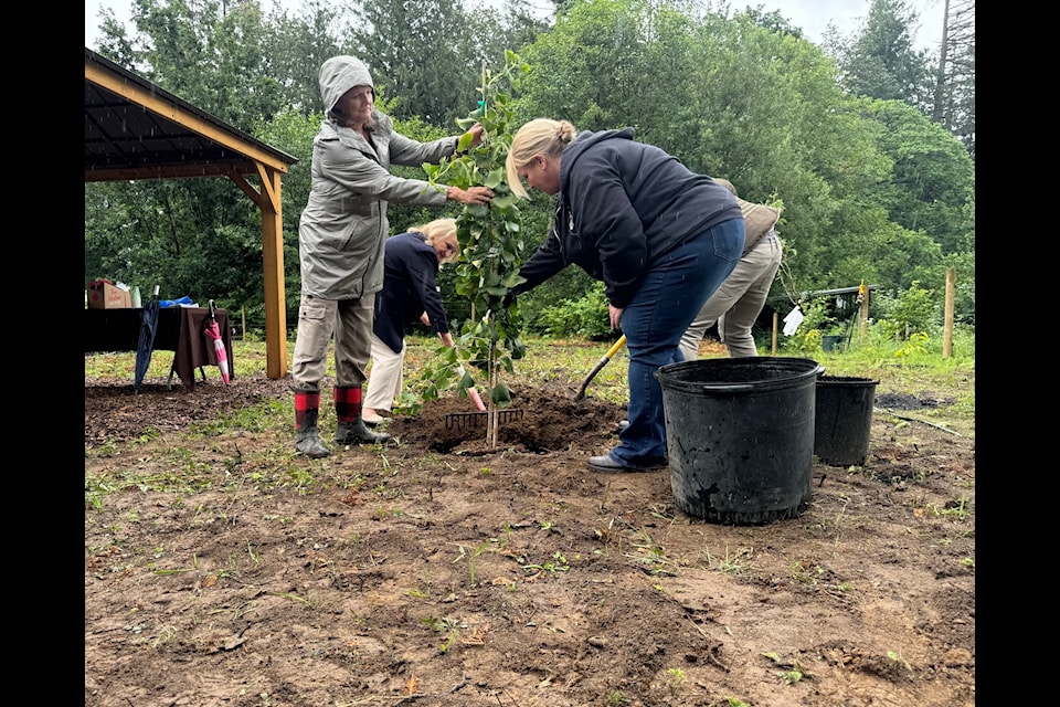 (left to right) Earthwise Society executive director Patricia Fleming, AHCS executive director Diane Janzen and Chilliwack-Kent MLA Kelli Paddon plant a tree in the new community orchard in Agassiz.
