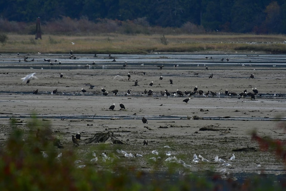 As many as 7,000 eagles can be seen during the peak days of bald eagle migration along the Harrison River.