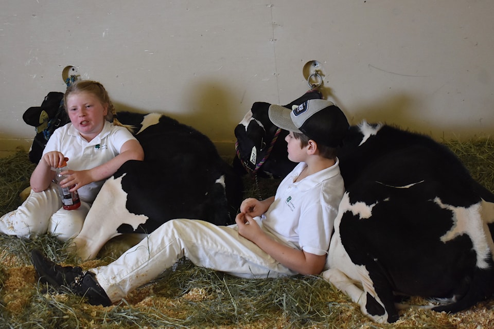 Two local 4-H students take a break with their show cattle during the Agassiz Fall Fair and Corn Festival on Saturday, Sep. 14. 