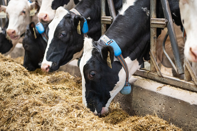 FCC invests $1 million into Agassiz dairy data hub