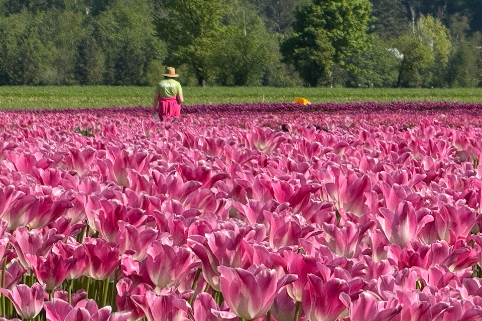 A woman walks through a field of tulips at the Harrison Tulip Festival. The Onos family has hosted tulip festivals for 19 years.