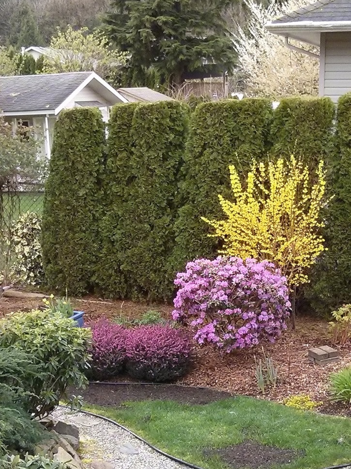 An example of how to place shrubs to complement each other.
