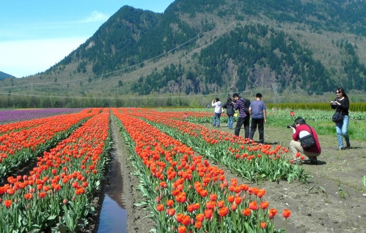 29945agassiz04-27tulipfest1WEB