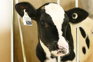 31655agassizdairyherdweb