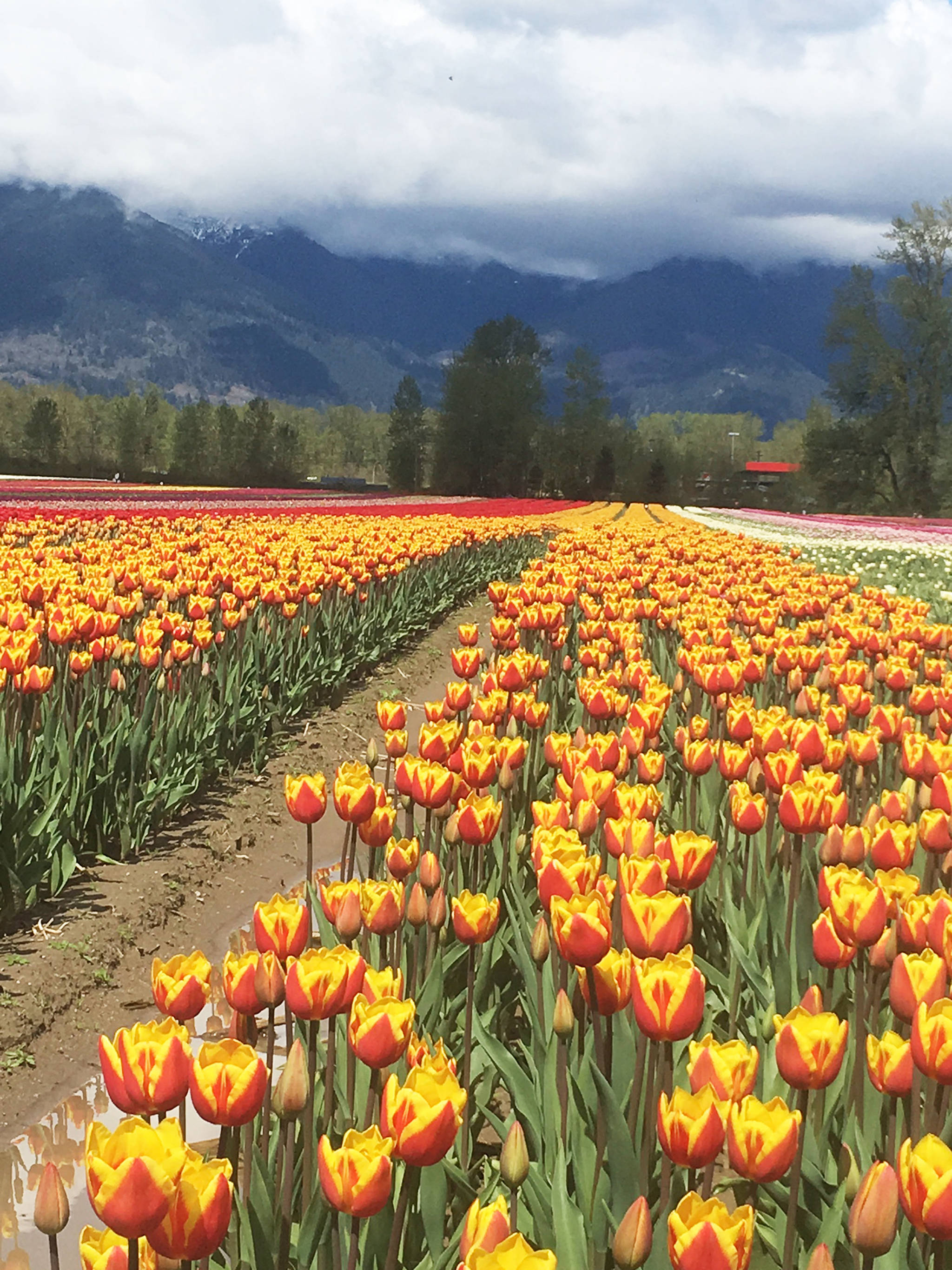 web1_20170504-AHO-Tulips-of-the-Valley_1