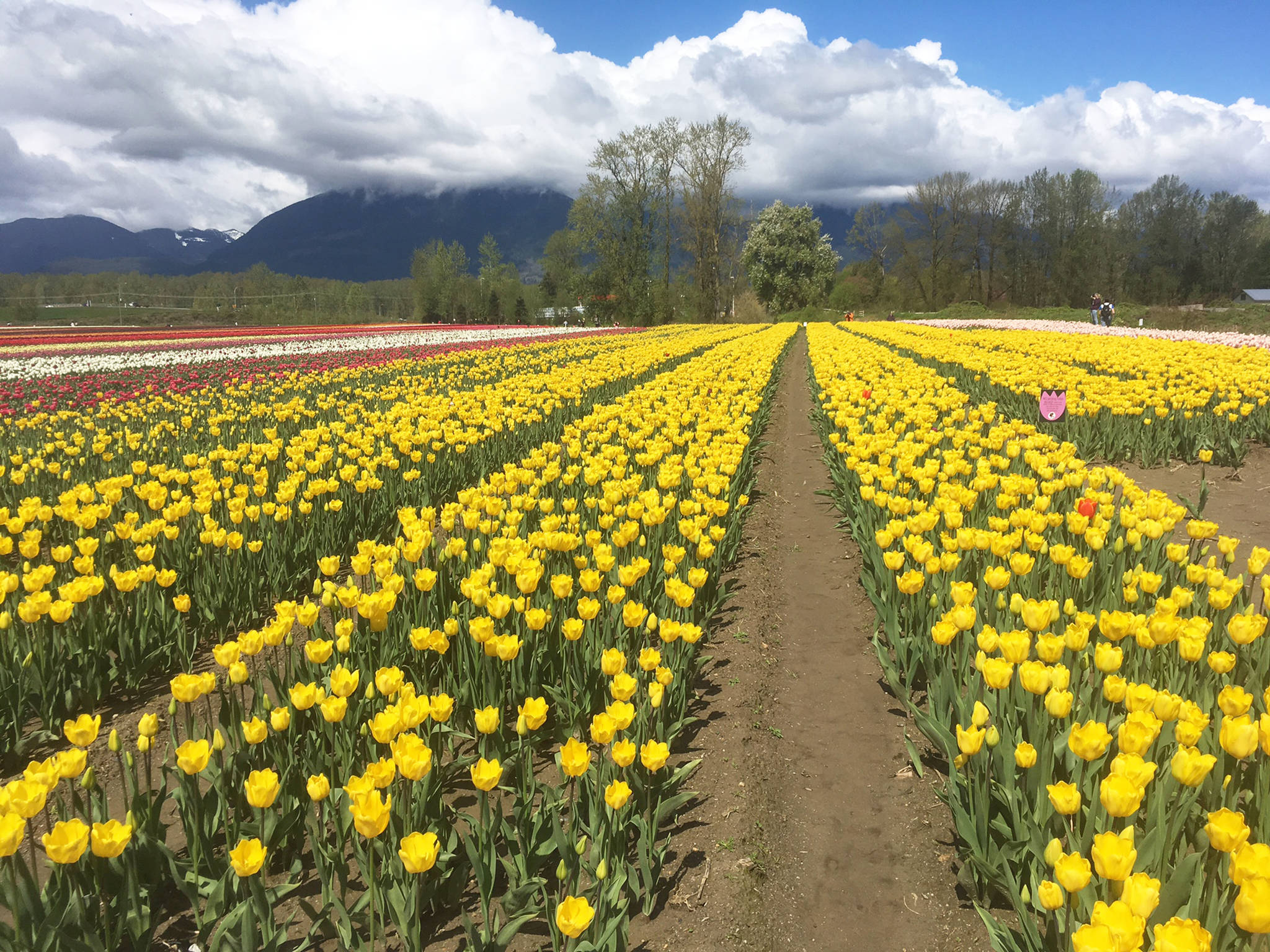 web1_20170504-AHO-Tulips-of-the-Valley_2