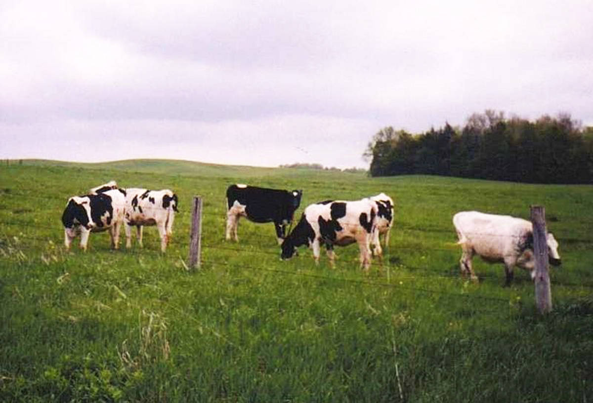 web1_Cowsindairyfields