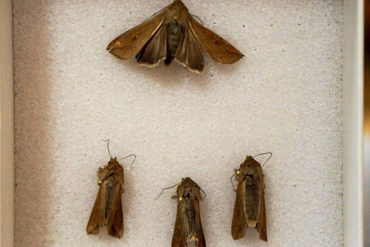 8579045_web1_7976367_web1_armyworm-moths-1200x800