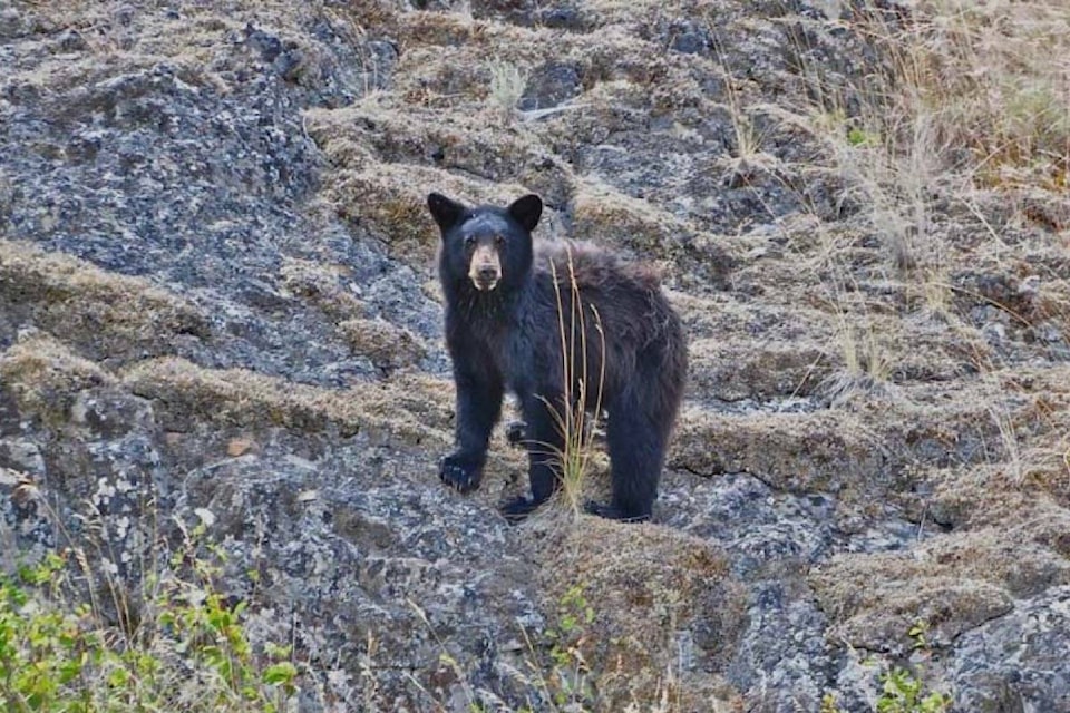 11652696_web1_copy_180430-AHO-M-HopeMountainBlackBearCommittee