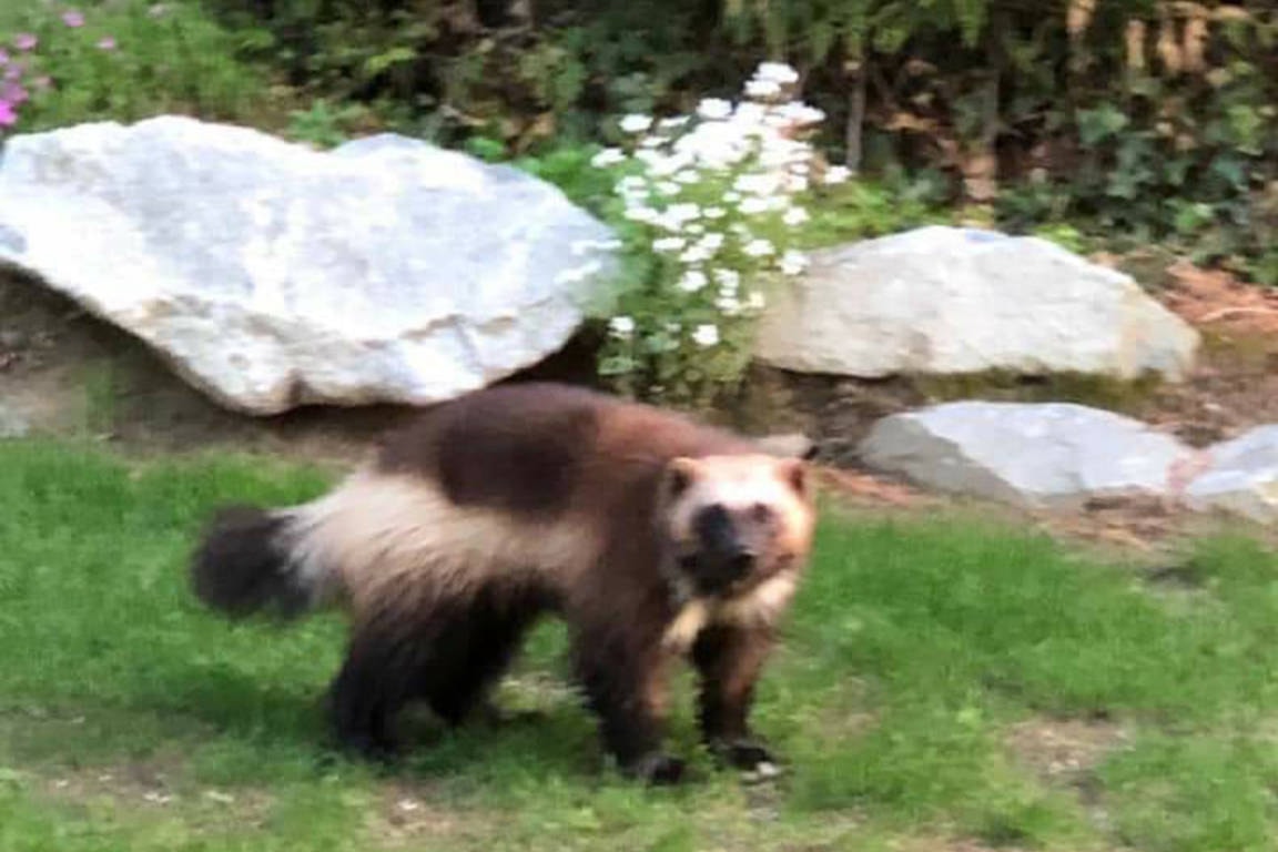 Wolverine harrison top