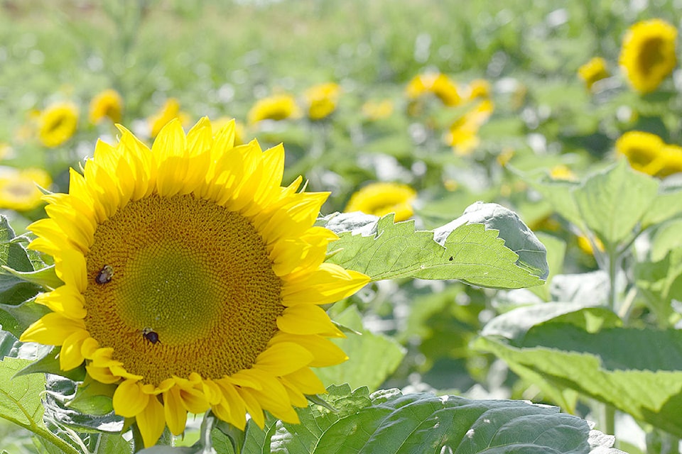 18134898_web1_sunflower-web