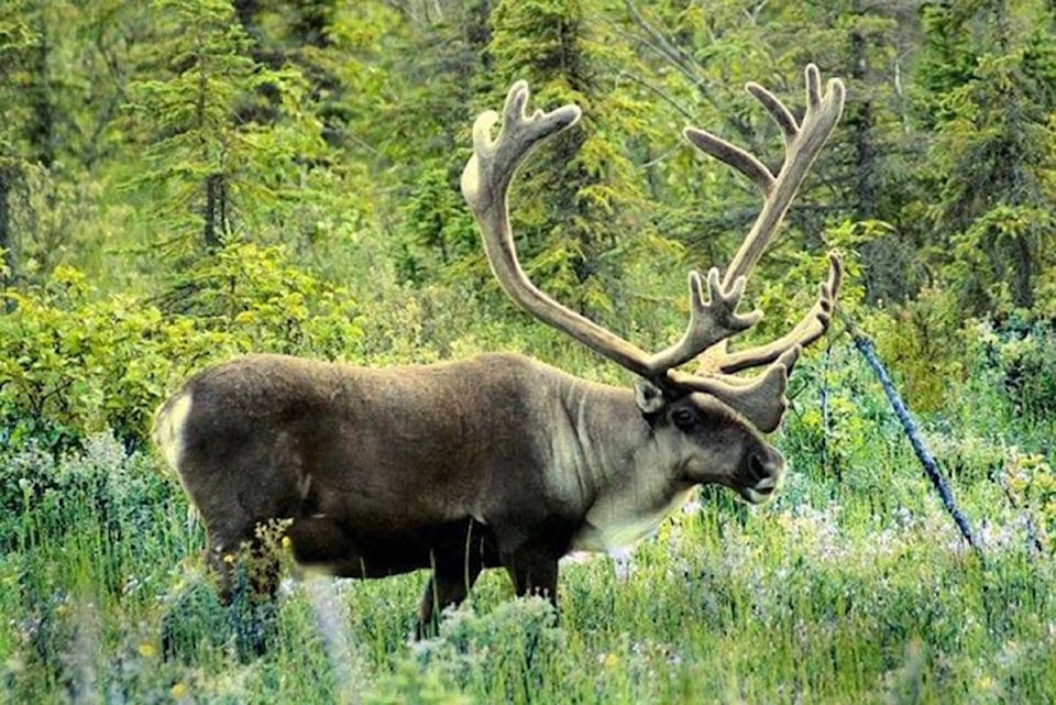 19575303_web1_Caribou