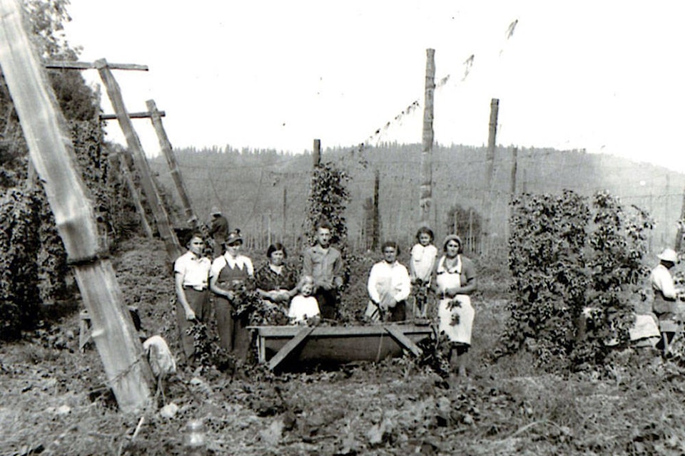 Picking hops. (Agassiz-Harrison Historical Society)