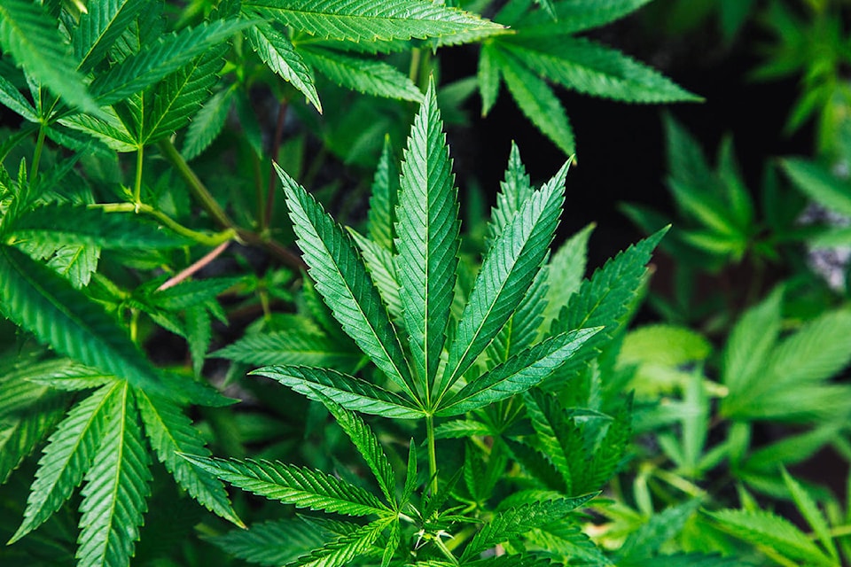 20149655_web1_cannabis-plant-1-unsplash