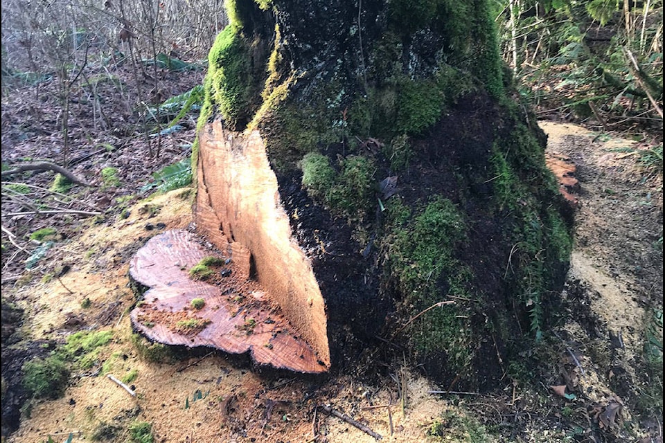 At least 17 trees were found damaged in the East Sector Lands Recreation Site in Harrison Hot Springs on Thursday, Feb. 13, 2019. (Freddy Marks/Contributed to Black Press Media)
