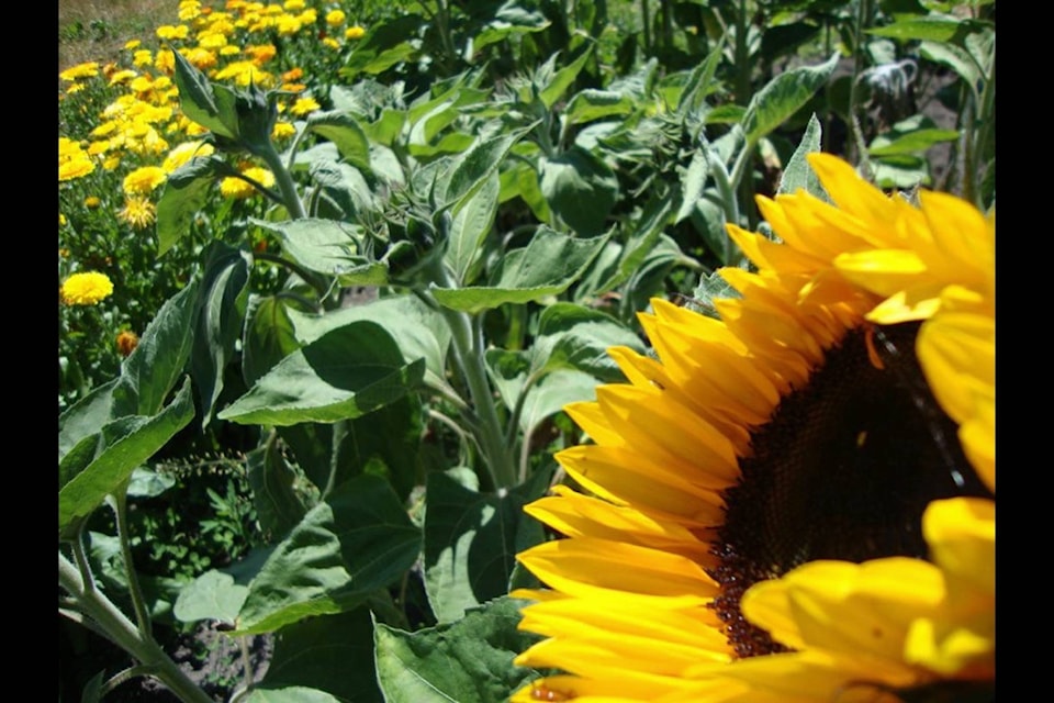 21364045_web1_200430-AHO-EarthwiseSunflowers-sunflowers_1