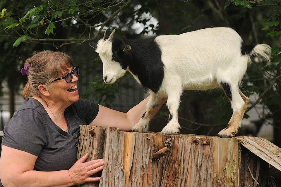 Charity Stobbe, seen here with her fainting goat, Stevie Nicks, is retiring on June 25 after 35 years of teaching in the Chilliwack School District. (Jenna Hauck/ The Progress)
