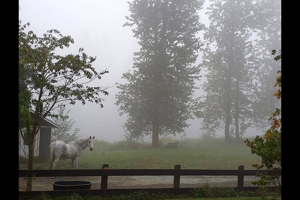 Caro Clark’s horse, Gary Glitter, looks on as smoke surrounds the land just a few feet in front of him. Smoke from wildfires on the west coast of the United States has spread throughout B.C. (Contributed Photo/Caro Clark)