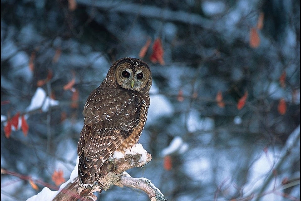 24341965_web1_210305-HSL-LoggingStopped-spottedowl_1