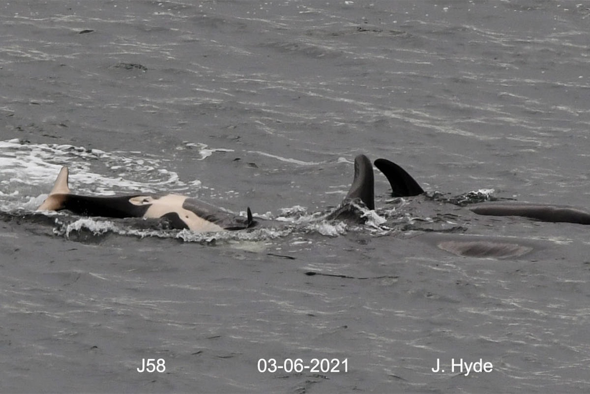 Another baby orca born to J pod — the second this month