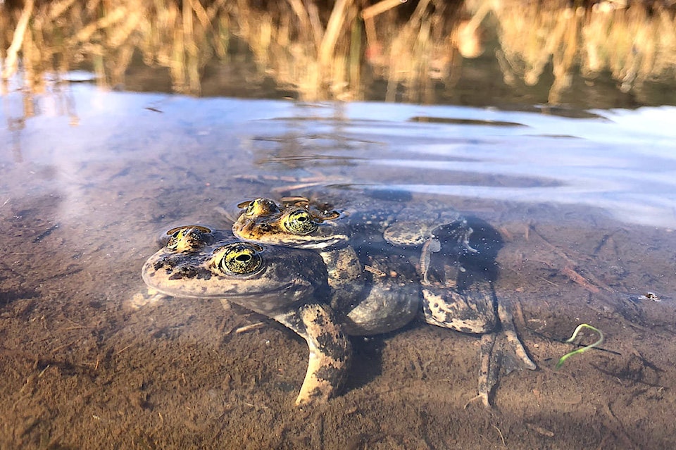 24741787_web1_210405-CPL-Endangered-Frogs-Breeding_2