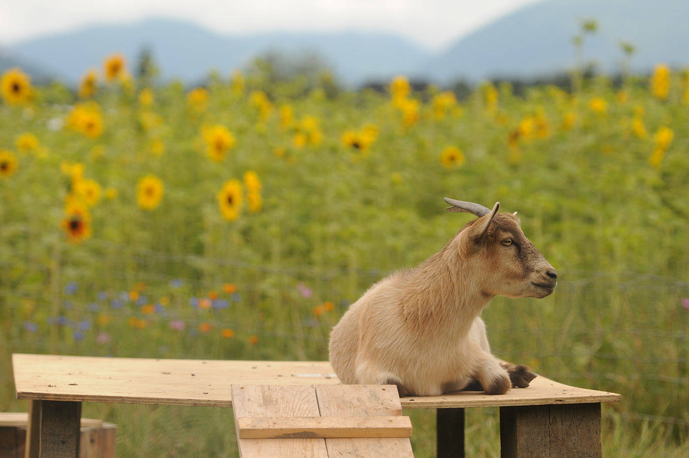 Goats (one seen here on Saturday, July 17, 202) are one of the new attractions this year at the Cultus Lake Flower Fest. (Jenna Hauck/ Chilliwack Progress)