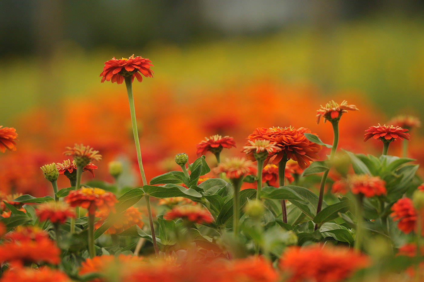The Cultus Lake Flower Fest runs now until Labour Day. (Jenna Hauck/ Chilliwack Progress)